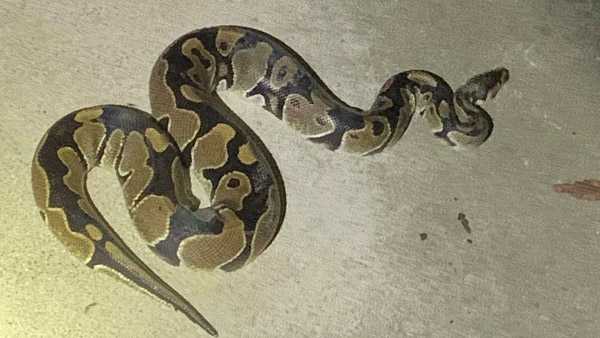 Python found slithering through Warren County neighborhood