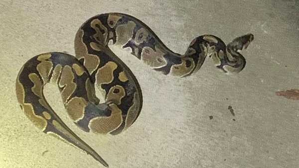 Snakes R Us: Arlington police don't play around with ball python found near  toy store