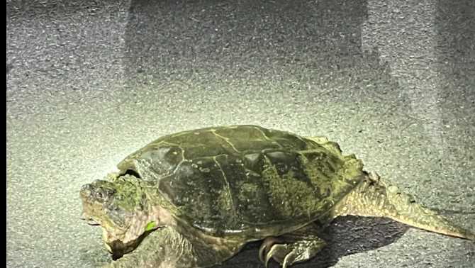 CHECK THIS OUT: Police save snapping turtle found on the road