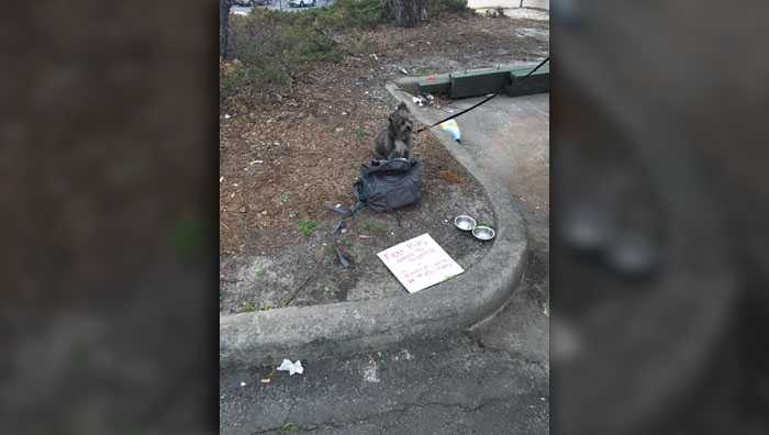 Dog found tied to pole with note: ‘Free pup. Owner went to jail today’