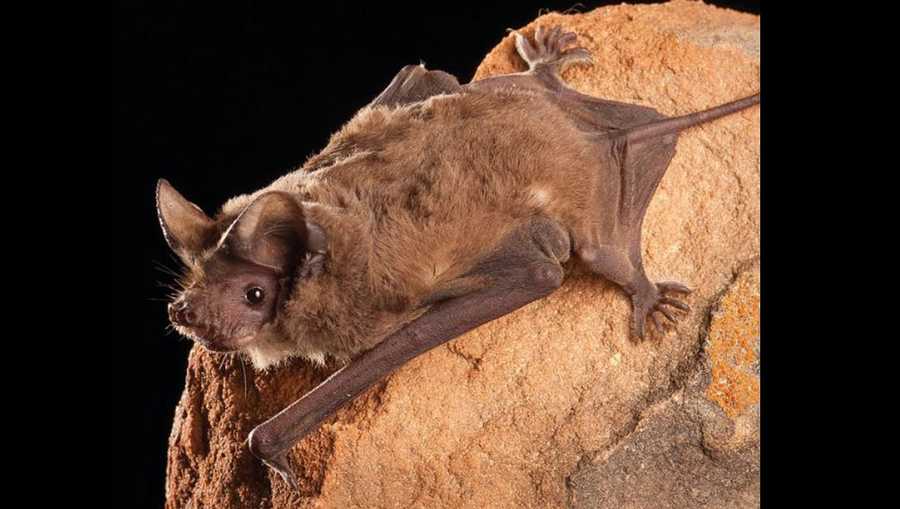 File photo of free-tailed bat