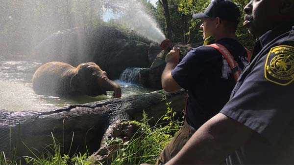 Cincinnati Zoo offering free admission to police, fire, EMTs this weekend - Vimarsana News