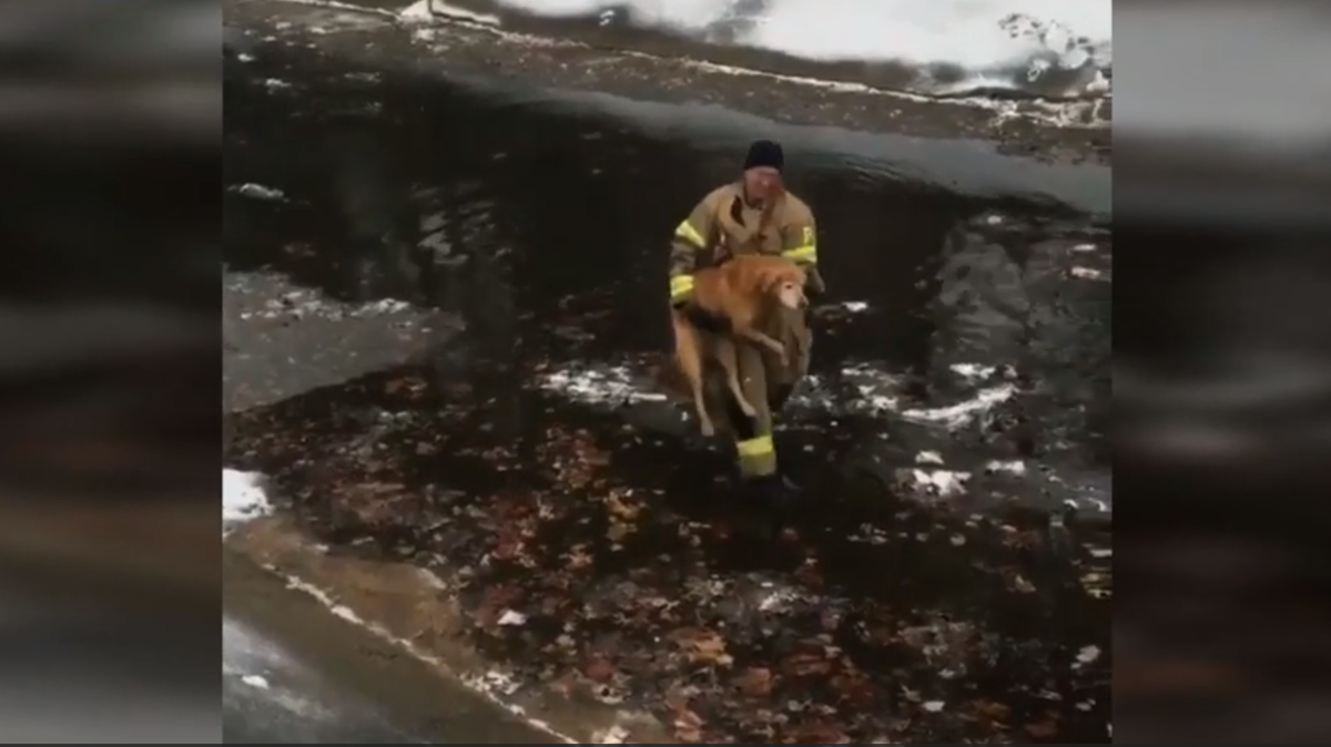 Firefighters rescue stranded, cold Golden Retriever from freezing water