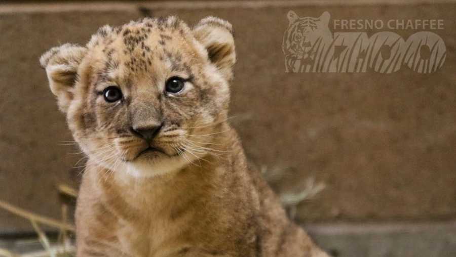 Fresno zoo's lion cub