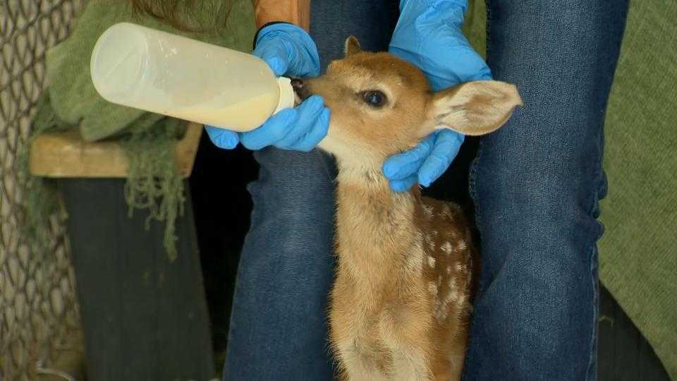 Howard County rehab center helps save animals in need