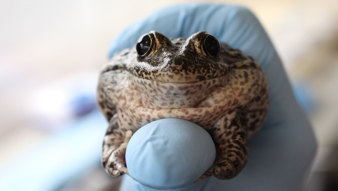 Omaha zoo releases 82 dusky gopher frogs in Southern Mississippi