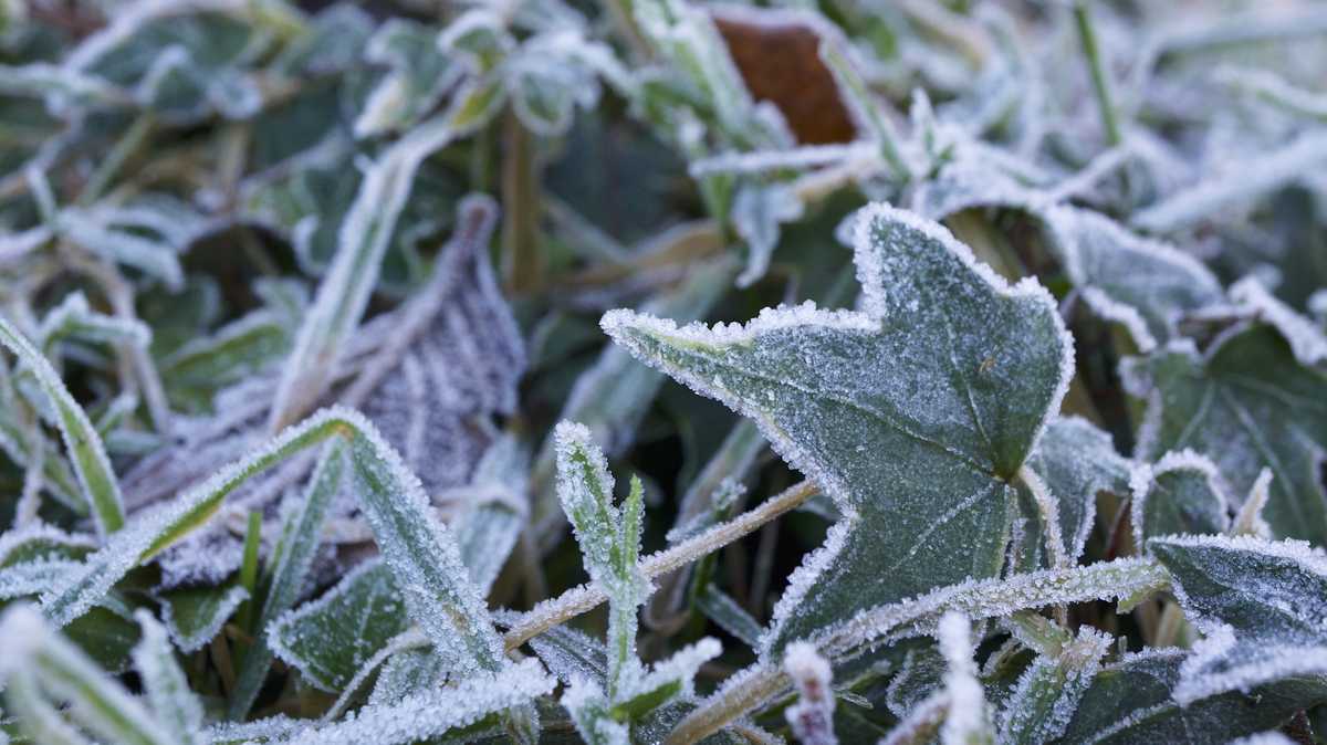 Brrr! Some in Kentucky, Indiana could get another round of frost overnight