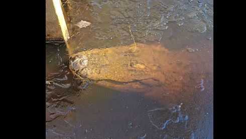 North Carolina: Frozen alligators