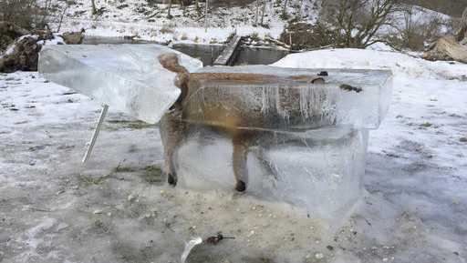A block of ice containing a drowned fox who broke through the thin ice of the Danube river four days earlier sits on the bank of the Danube river in Fridingen, southern Germany, Friday, Jan. 13, 2017.