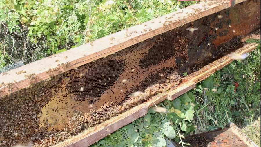 caltrans discovered a large 8-foot long bee hive in a cavity of a wooden sign post during bridge work on hwy. 154 in santa barbara