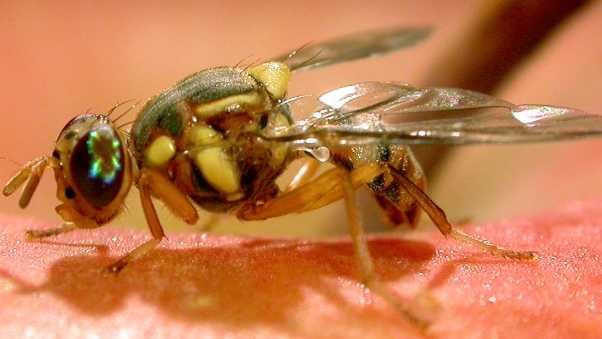 Sacramento County officials plan to terminate fruit flies - Vimarsana News