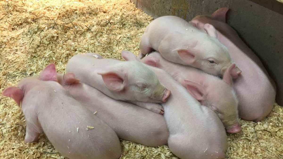 Fryeburg Fair celebrates Maine's farming community