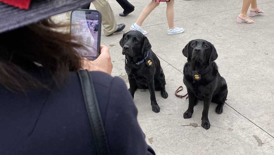 k-9 sisters reunited at kentucky derby