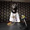 Meet Bucco, The Pirates First Ever Team Dog