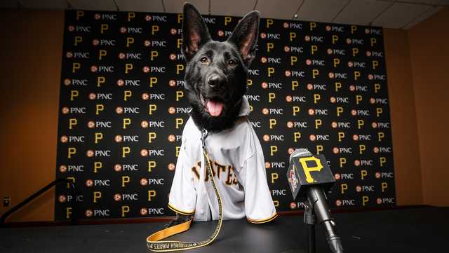 Pittsburgh Pirates on X: Bucco read a book yesterday to his new friends at  Angels' Place! @PNCBank x @PiratesPup  / X