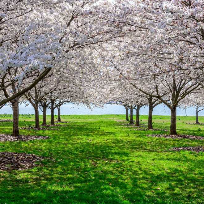 Countdown begins for bloom of cherry blossoms at Fort McHenry