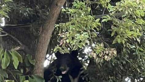 Wildlife officials warn of bear on the loose in Orlando - Vimarsana News