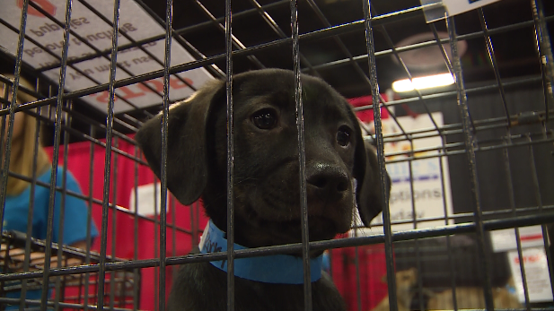 My Furry Valentine fills Sharonville Convention center with 800 pets ...