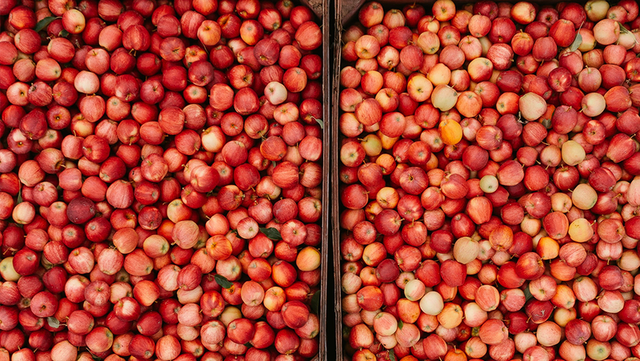 The Peach Truck is coming back to Louisville this fall – but with apples - Vimarsana News