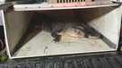 FWC captures gator in North Fort Myers