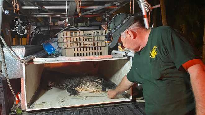 Alligator caught by FWC in North Fort Myers