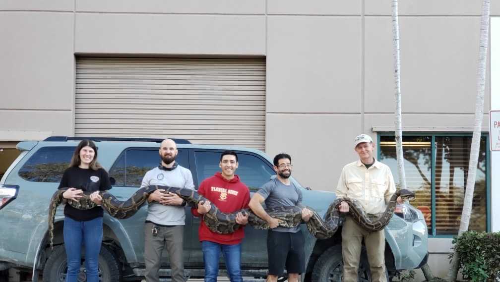 177-pound Burmese python captured, one of the largest in Florida program's history - Vimarsana News