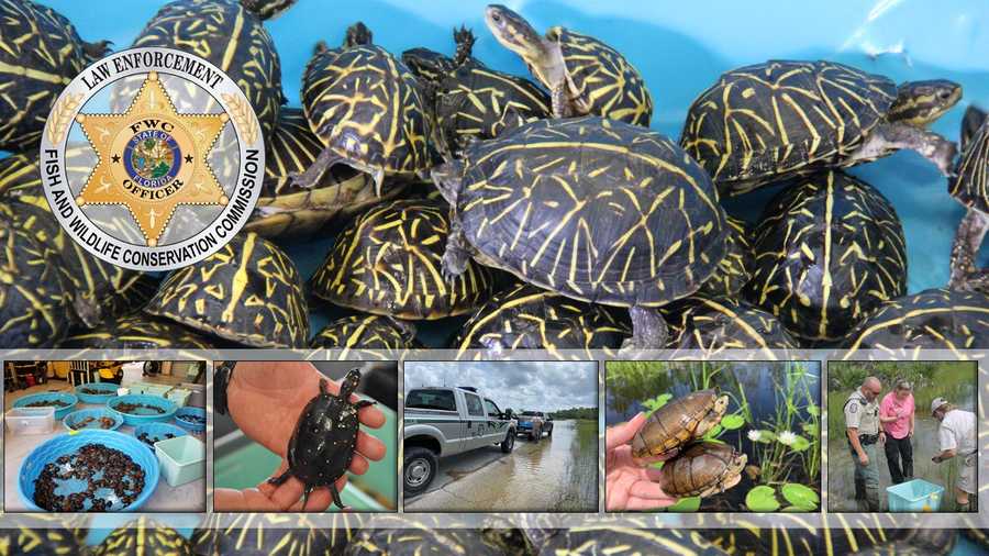 Over 600 turtles returned to wildlife after long-term undercover FWC investigation
