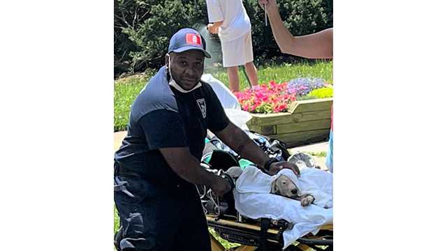 6 dogs, owner rescued from house fire in Towson - Vimarsana News