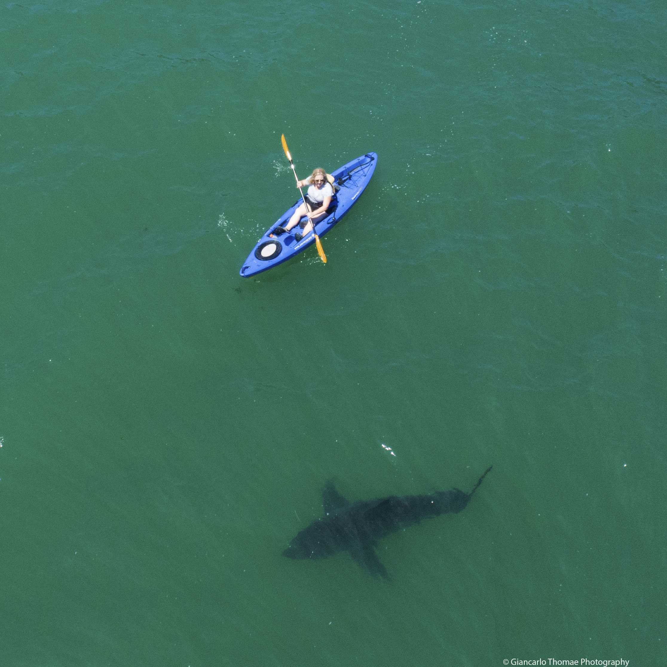 California's Slightly Less Gray Laws on White Sharks