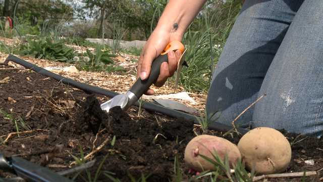 Seed to Supper class teaches people how to grow their own food - Vimarsana News