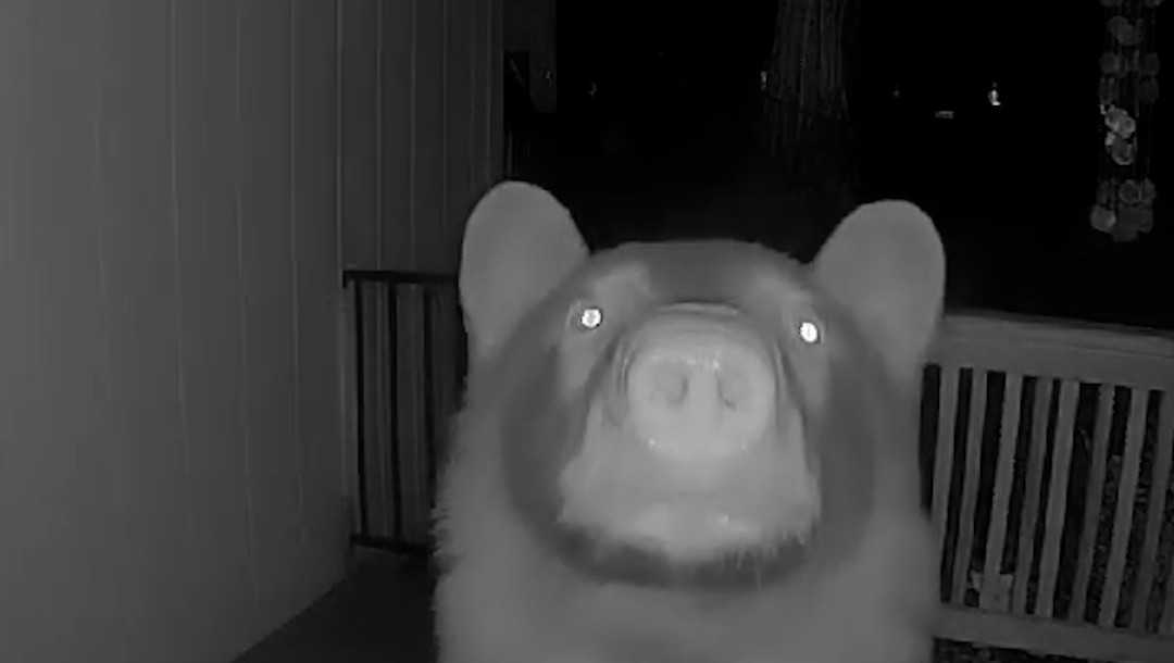 Video shows bear ding dong ditch a California home