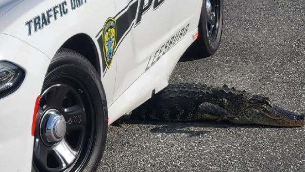 Florida gator wedged itself underneath cruiser, police say