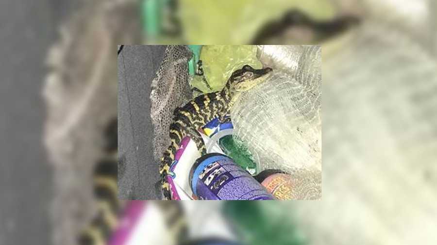 Florida Woman Pulls Alligator Out Of Her Pants During Traffic Stop 1226