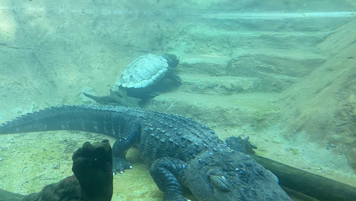 Greenville Zoo debuts new reptile, reopens popular exhibit