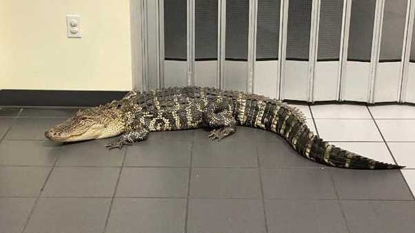 Florida: 7-foot-long gator found in Florida post office lobby