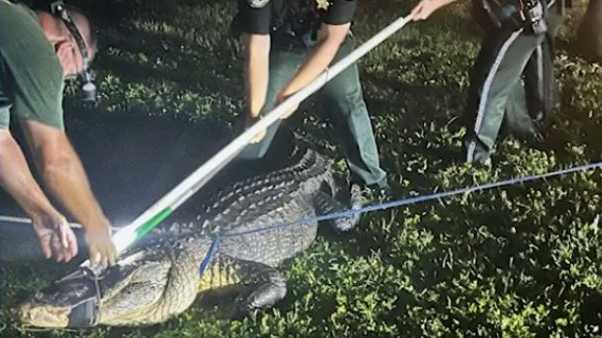 11-foot gator roars at Florida officers trying to remove it