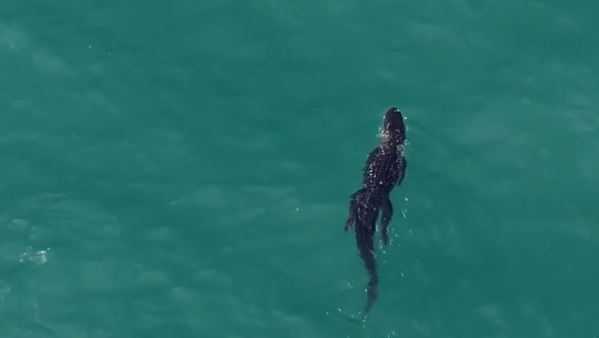 Aerial Footage: Gator caught swimming in ocean near Jupiter Inlet - Vimarsana News