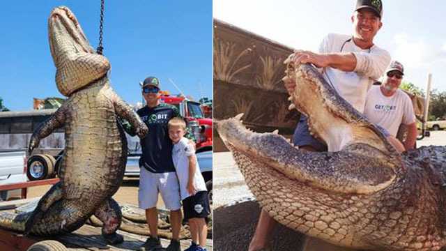 Hunters catch 920-pound 'beast' of an alligator in Florida lake - Vimarsana News