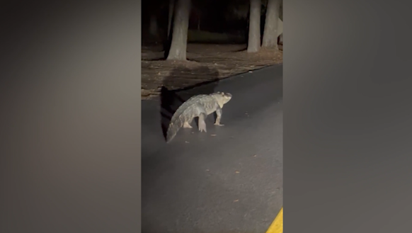 Alligator spotted on midnight stroll - Vimarsana News