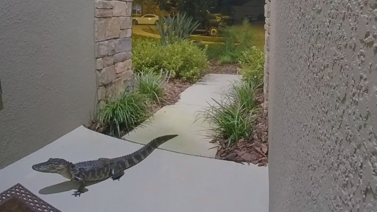 Alligator Shows Up At Ormond Beach Front Door