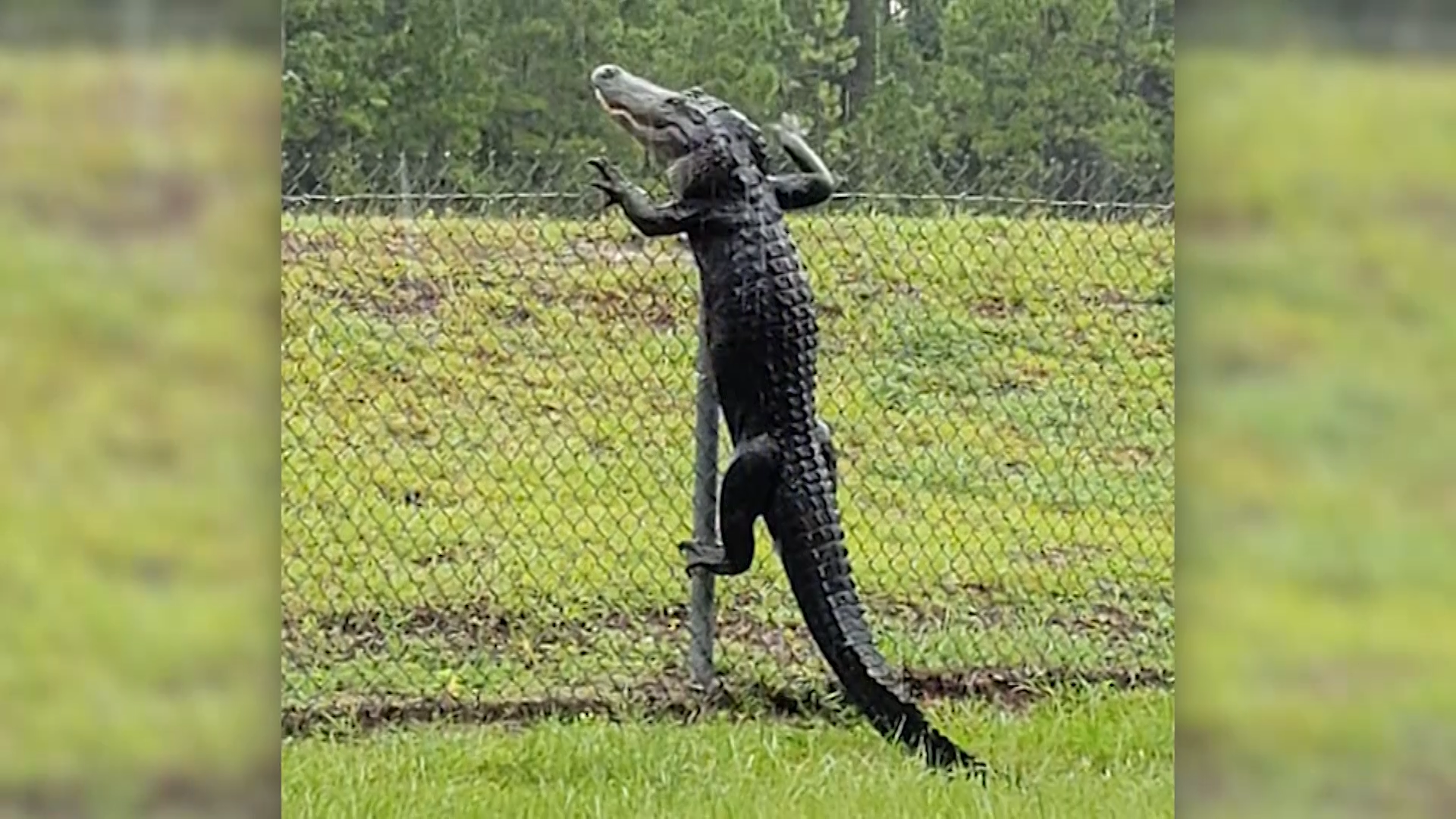 Alligator Caught On Camera Climbing Fence In Florida