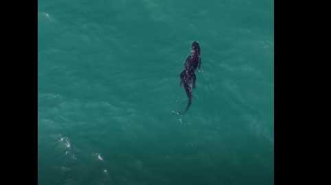 Alligator caught on camera swimming in ocean off Florida coast - Vimarsana News