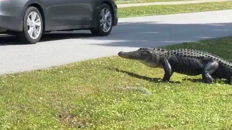 Courteous gator gives driver right of way on Lowcountry road