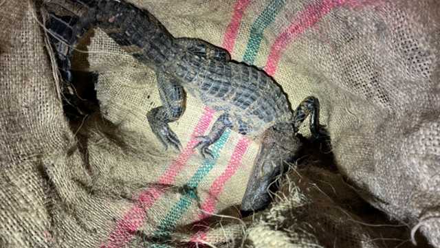 FWC: Florida man facing charges after gator found in SUV - Vimarsana News