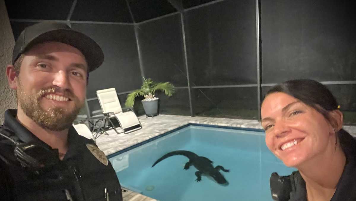 Photo: 10-foot gator in Florida backyard pool