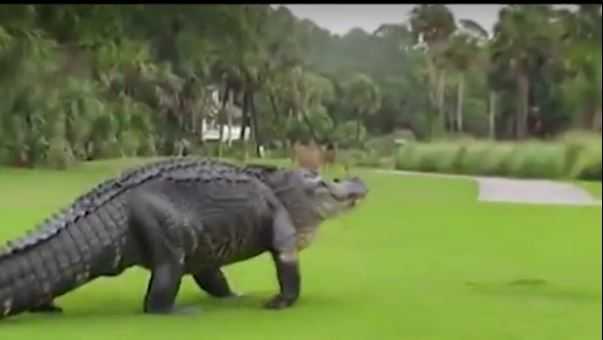 Watch: Enormous Alligator Walks Across South Carolina Golf Course