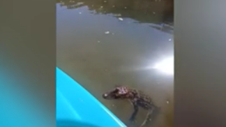 Kiski River alligator sighting - Vimarsana News