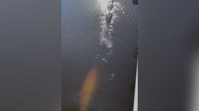 Manatee chases alligator in viral Florida video