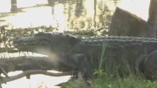 Gatorland Helps Texas Attraction Damaged In Hurricane Harvey