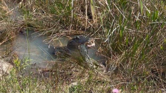 Video shows alligator chowing down on massive python in Florida park